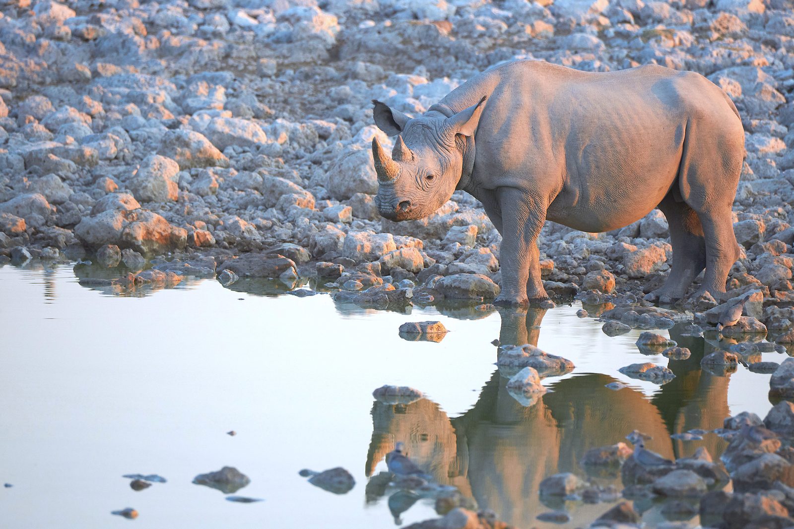 Nashorn-Tracking & optionaler Himba-Besuch