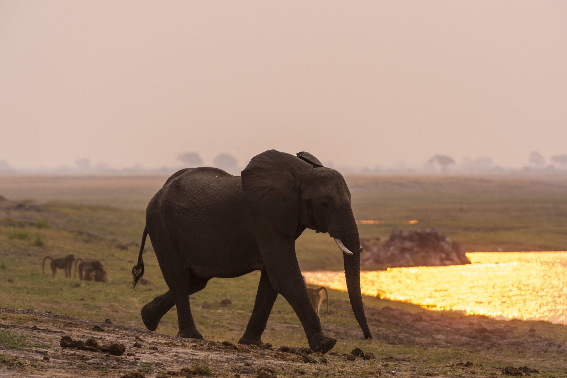 Einsamer Elefant am Chobe-Fluss bei Sonnenuntergang – perfekte Spiegelung