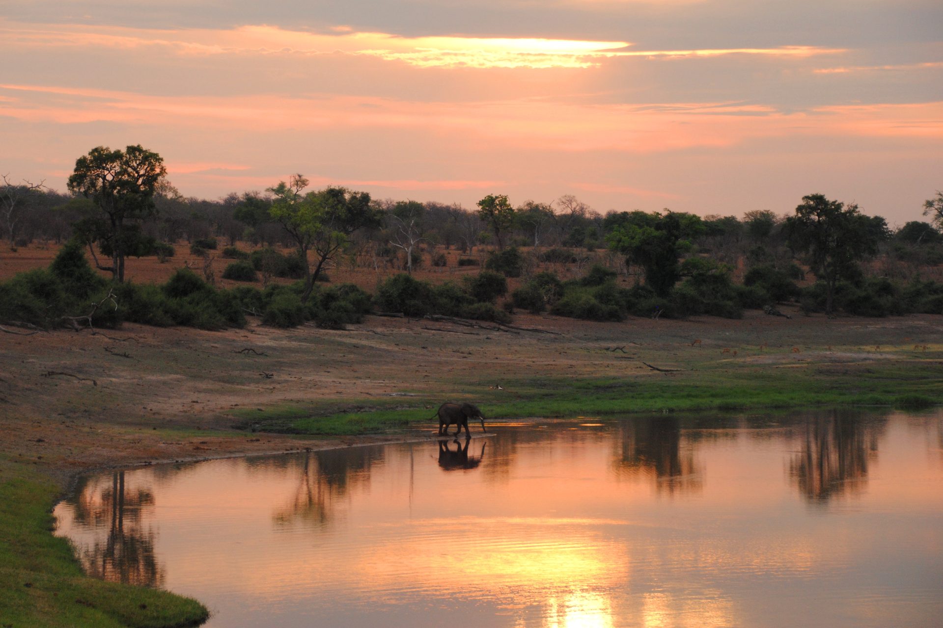Einsamer Elefant am Chobe-Fluss bei Sonnenuntergang – perfekte Spiegelung