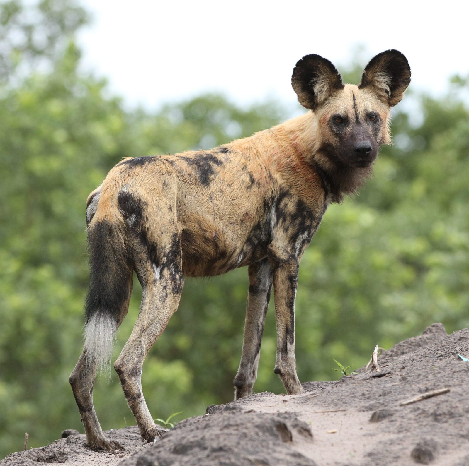 Ganztägige Safari & Wildhund-Tracking