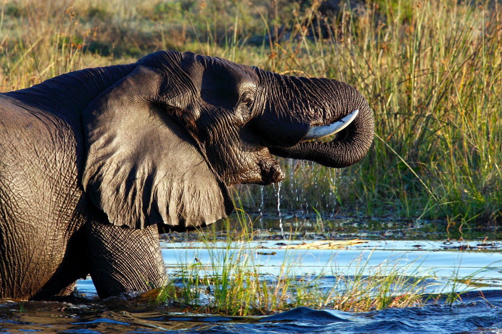 Mokoro-Kanu-Fahrt im Okavango-Delta