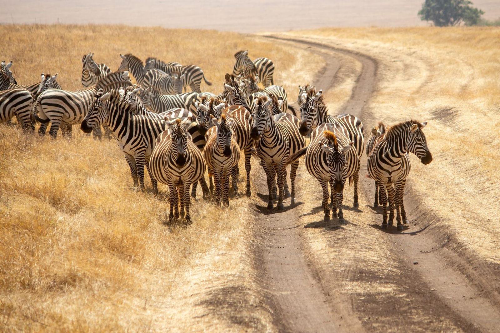 Zebraherde auf Safari-Piste – Game Drive in Kenias Nationalparks