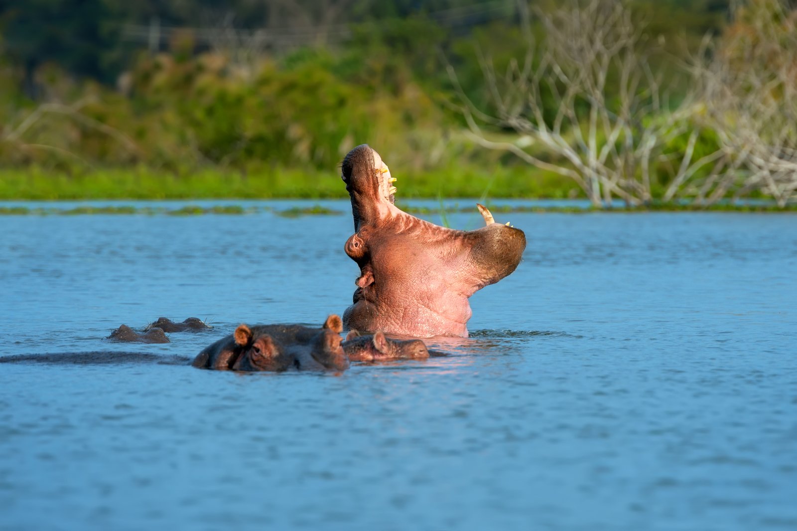 Tsavo West – Mzima Springs & Nashornschutzgebiet