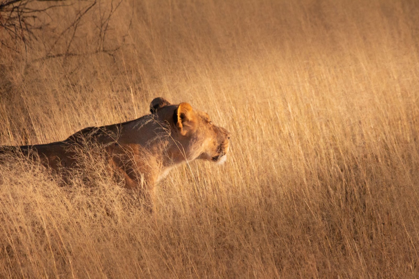 Amboseli Nationalpark – Sentrim Amboseli Lodge