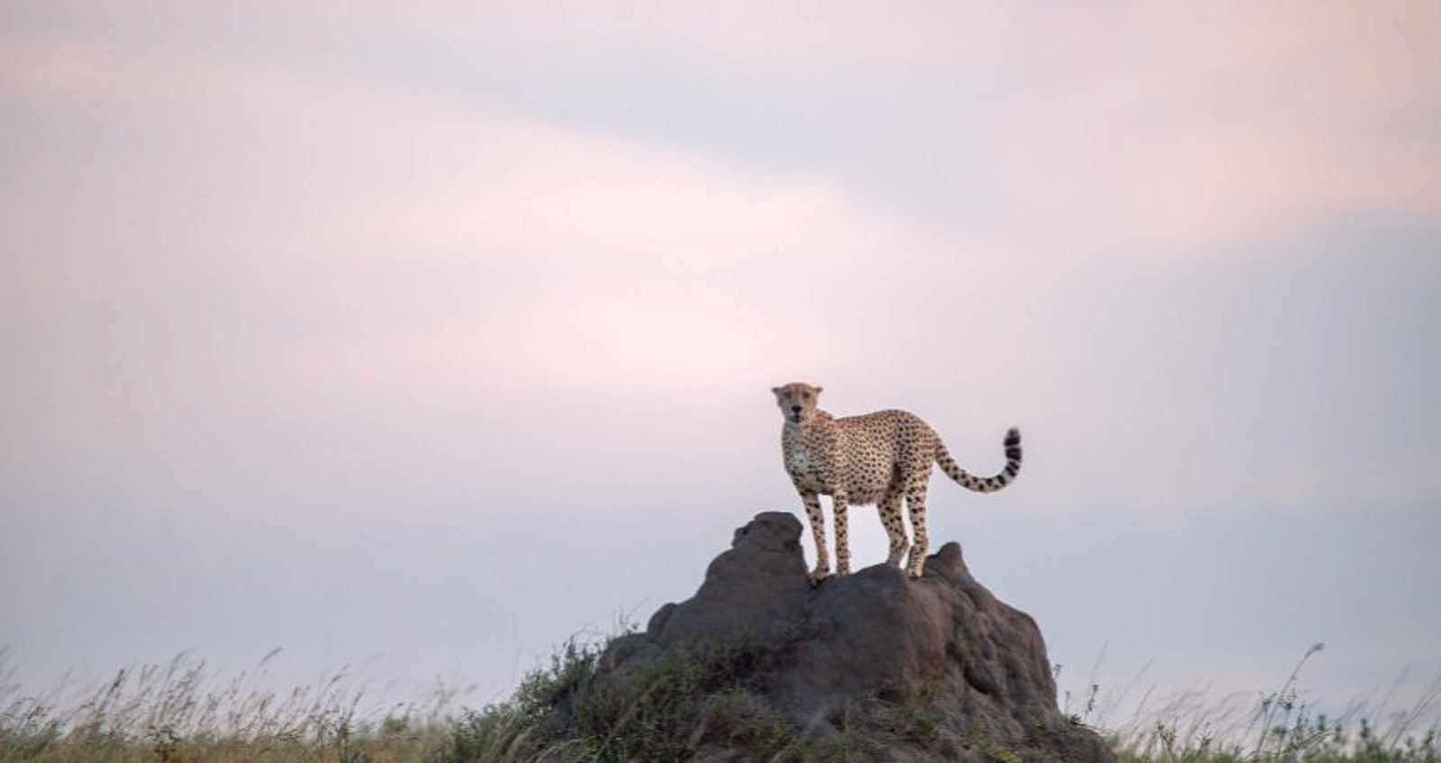 Serengeti Ndutu – Verschiedene Blickwinkel & Lichtzeiten
