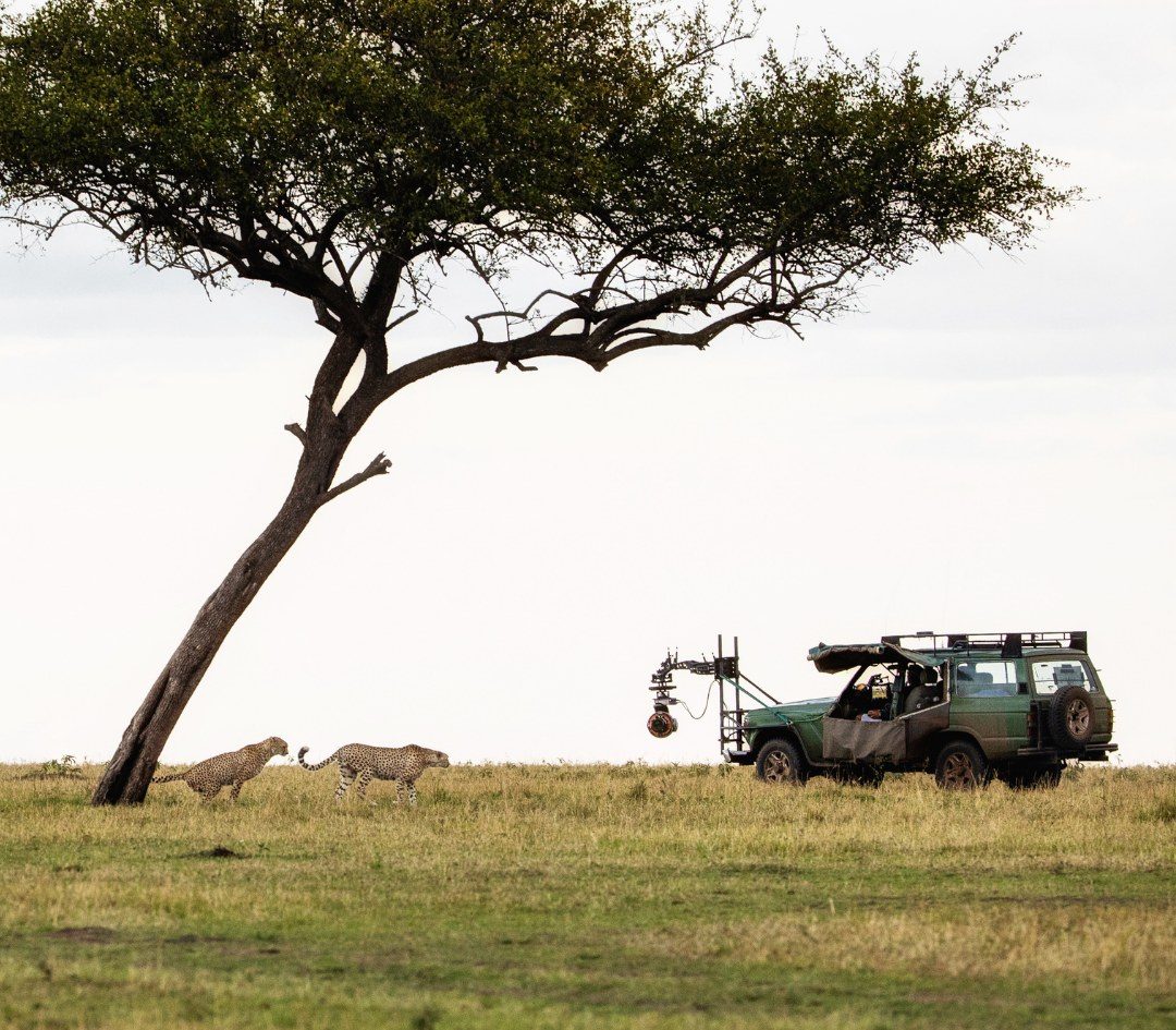 Serengeti Action-Fotografie – Gepard & Raubtier-Dynamik