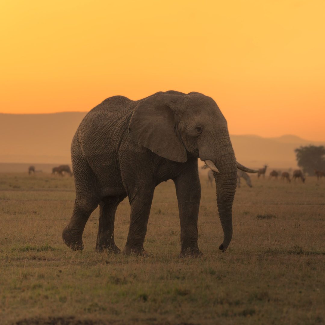 Transfer zum Tarangire Nationalpark