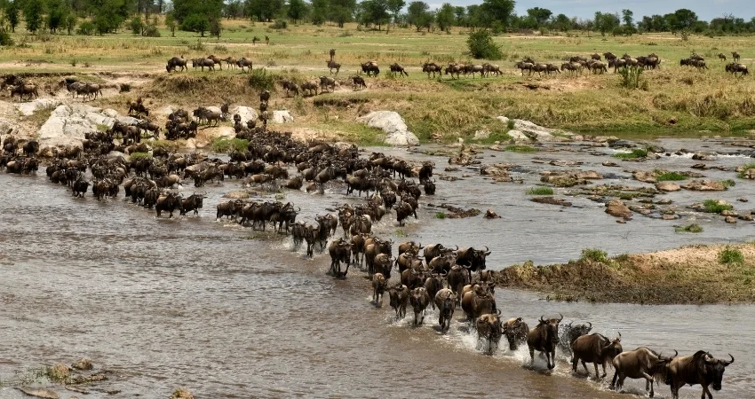 Safari im Serengeti Nationalpark (Tag 1)