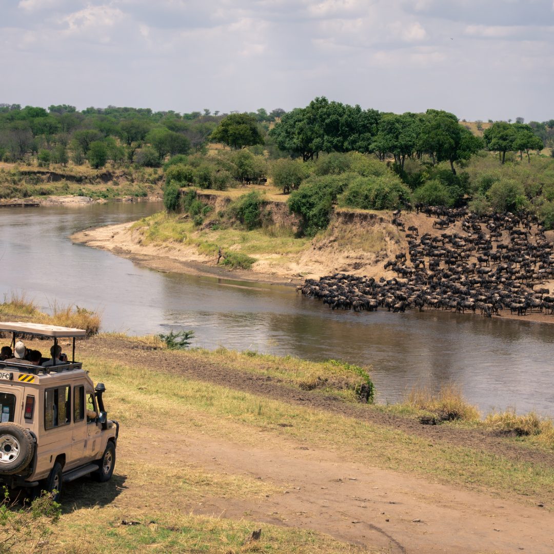 Safari im Serengeti Nationalpark (Tag 2)