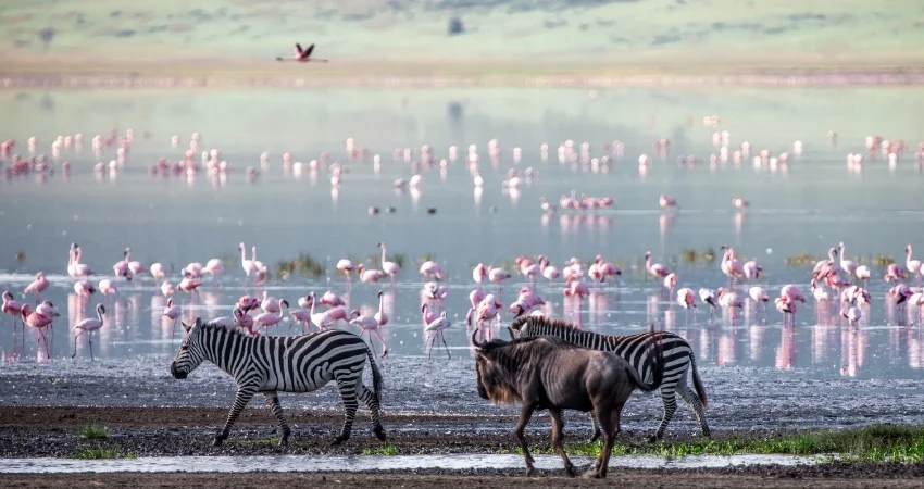 Ngorongoro-Krater Safari