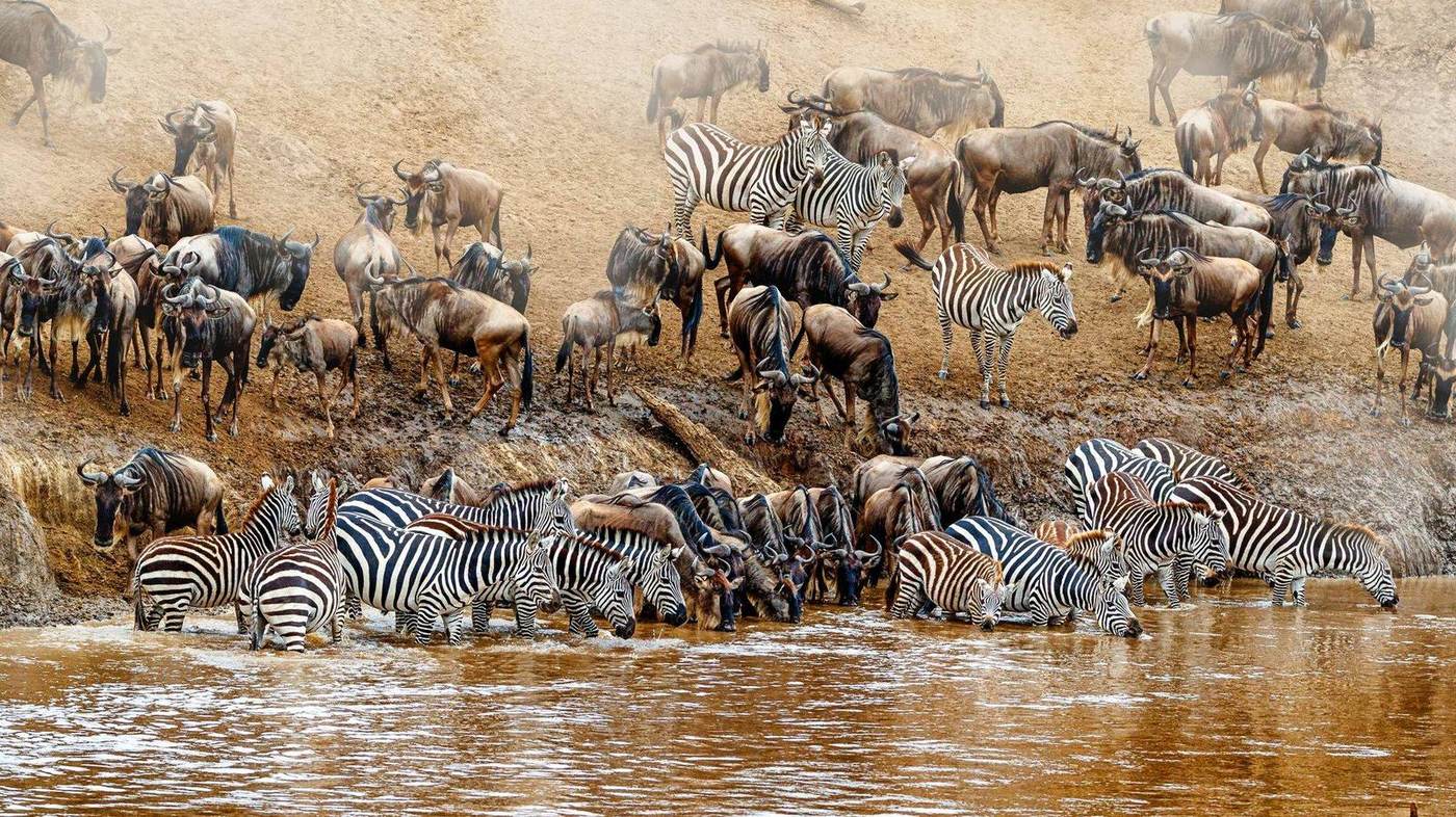 Kenia Große Tierwanderung – Gnus und Zebras überqueren den Mara River
