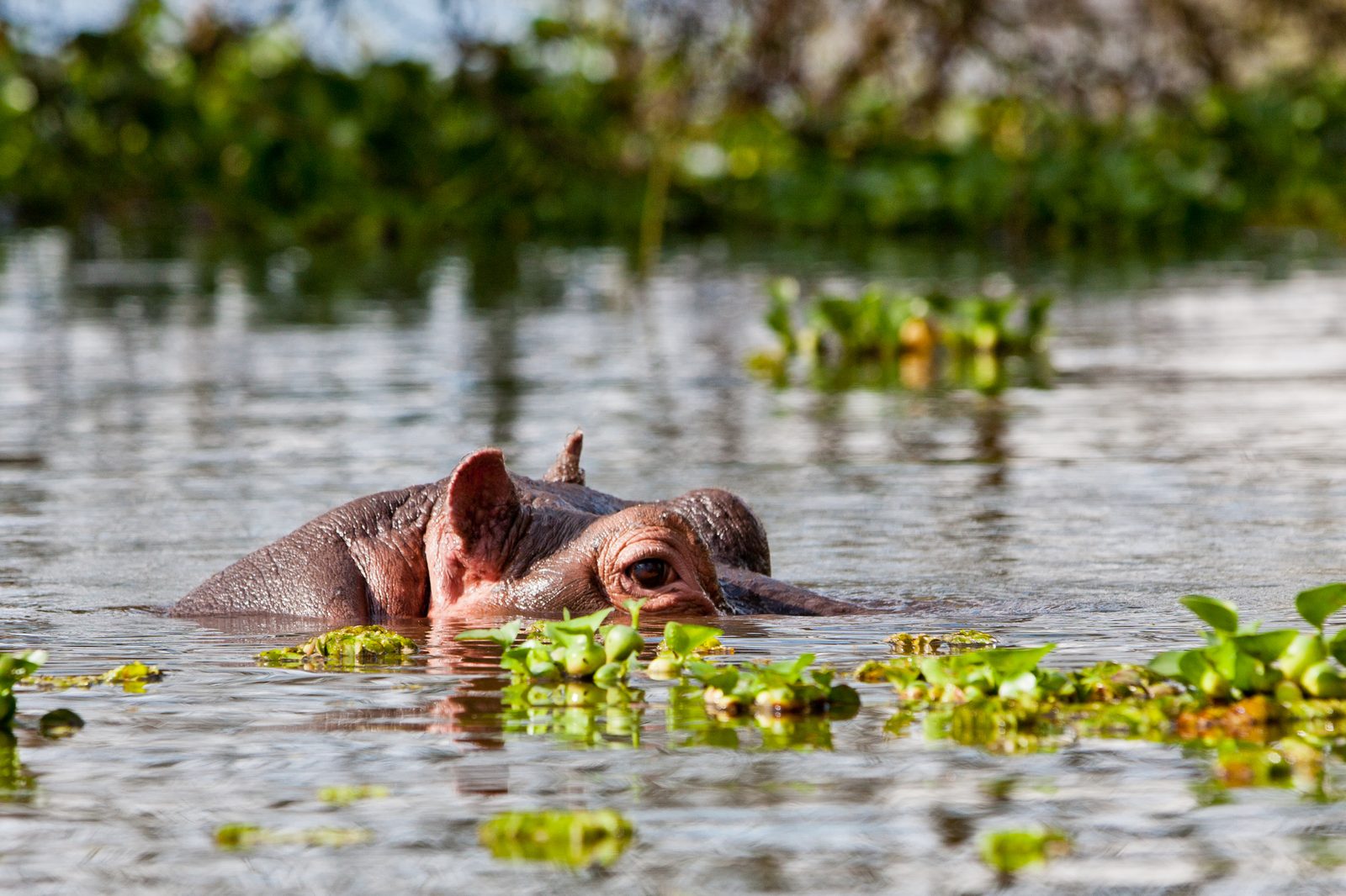 Lake Naivasha – Crescent Island