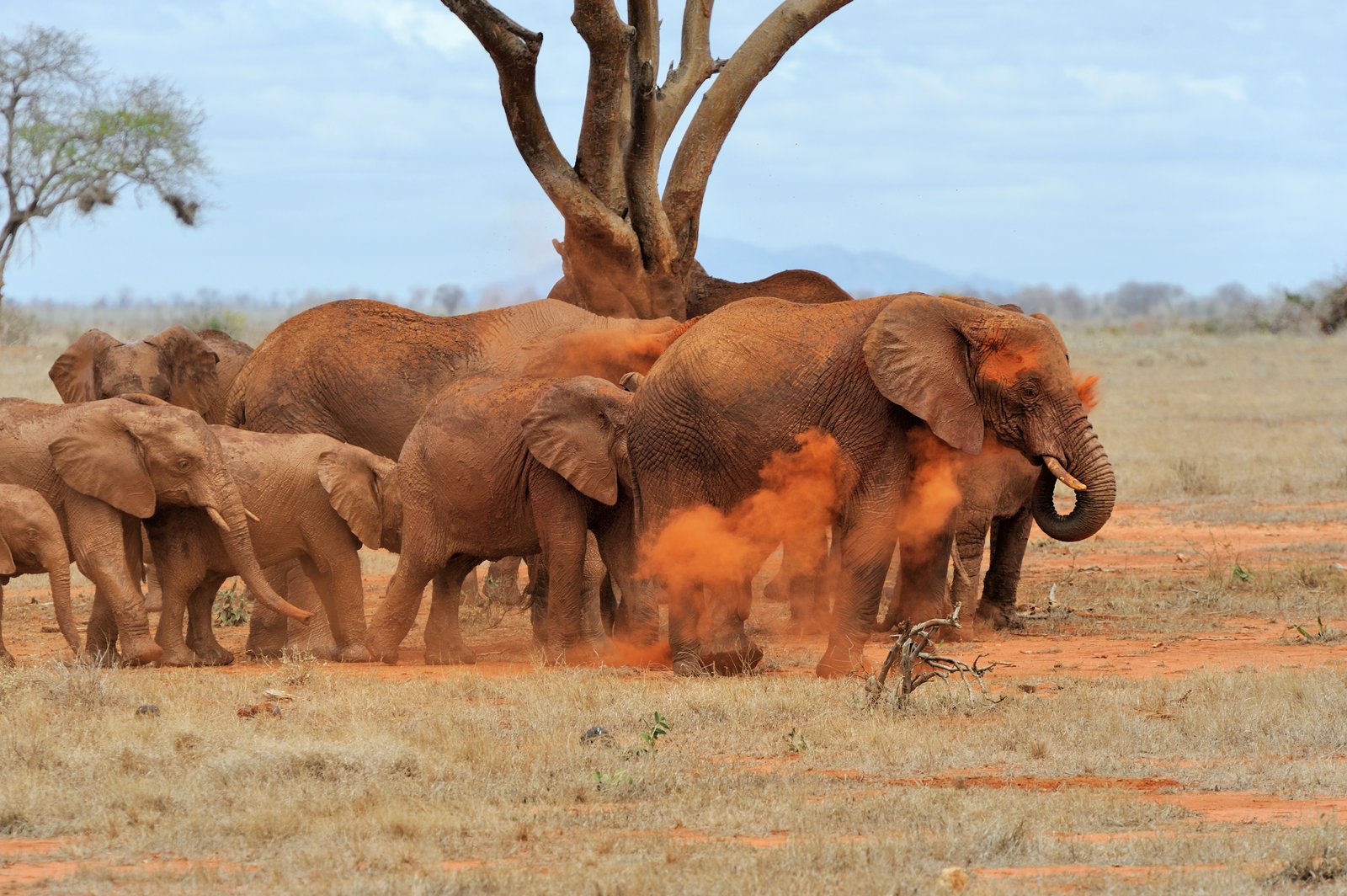 Tsavo West Nationalpark – Voyager Ziwani