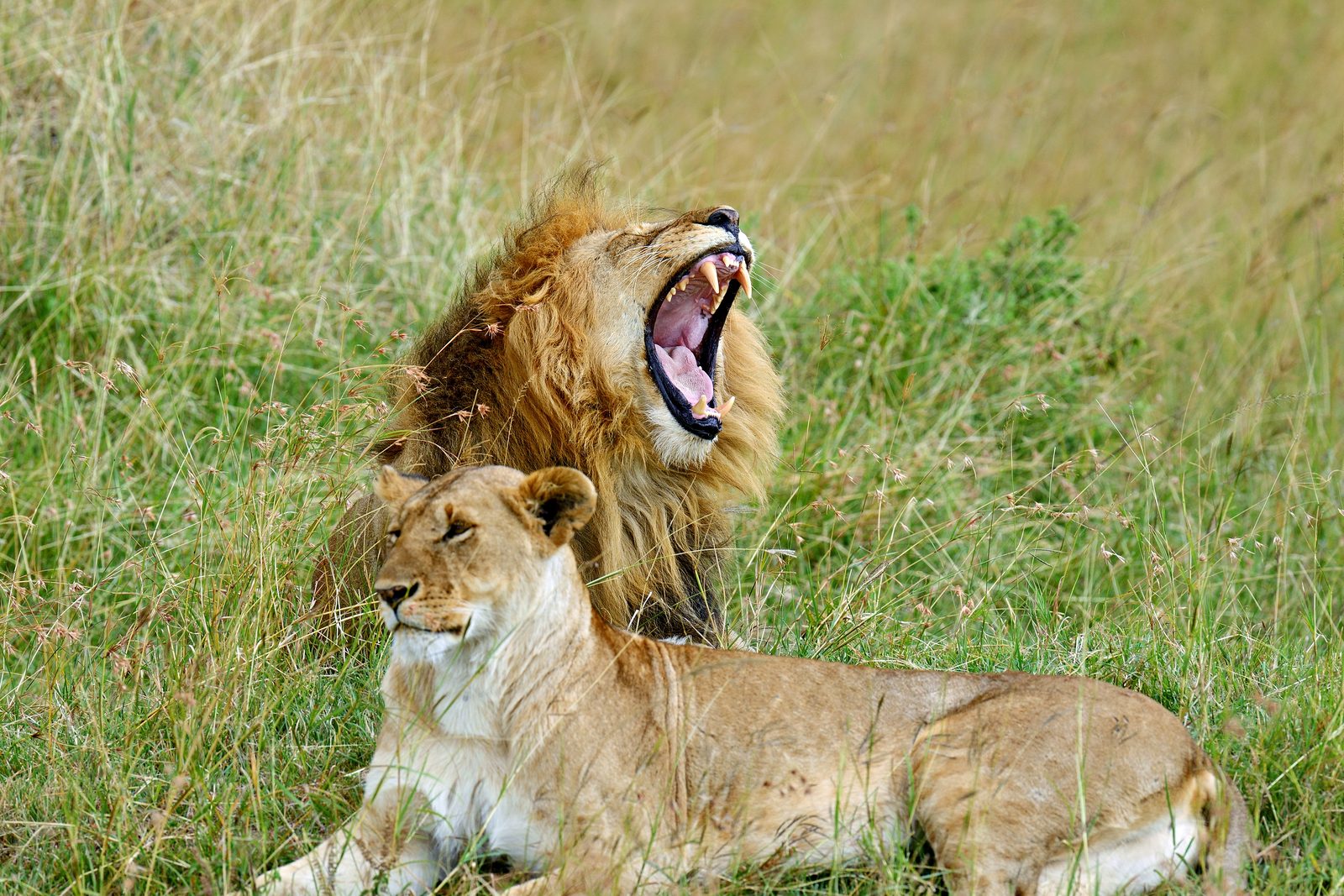 Tsavo West – Weitere Pirschfahrten