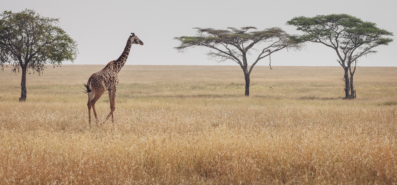Einsame Giraffe in der Serengeti-Landschaft Tansanias