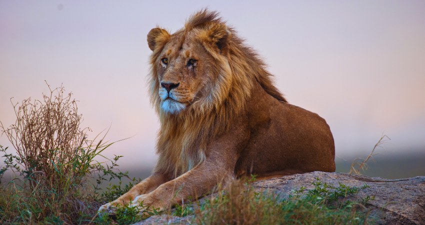 Safari & Sansibar – Tansania