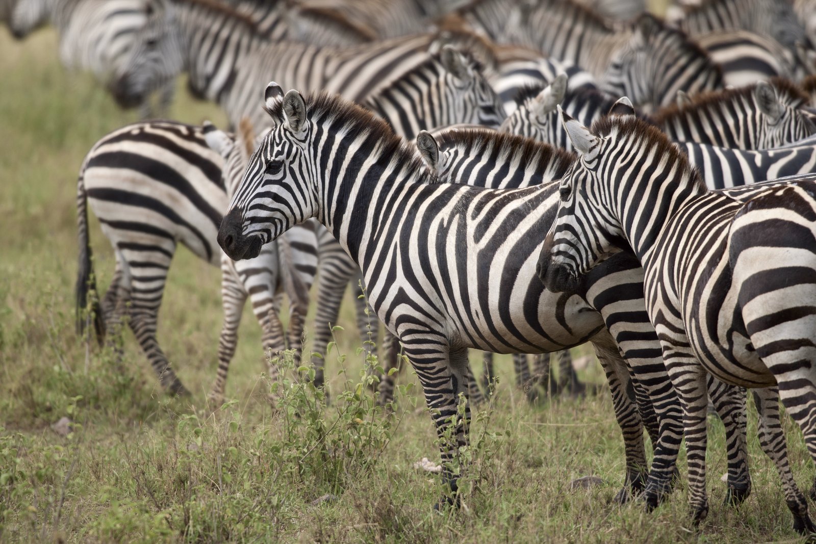 Zebra in der weiten Savanne des Serengeti-Nationalparks