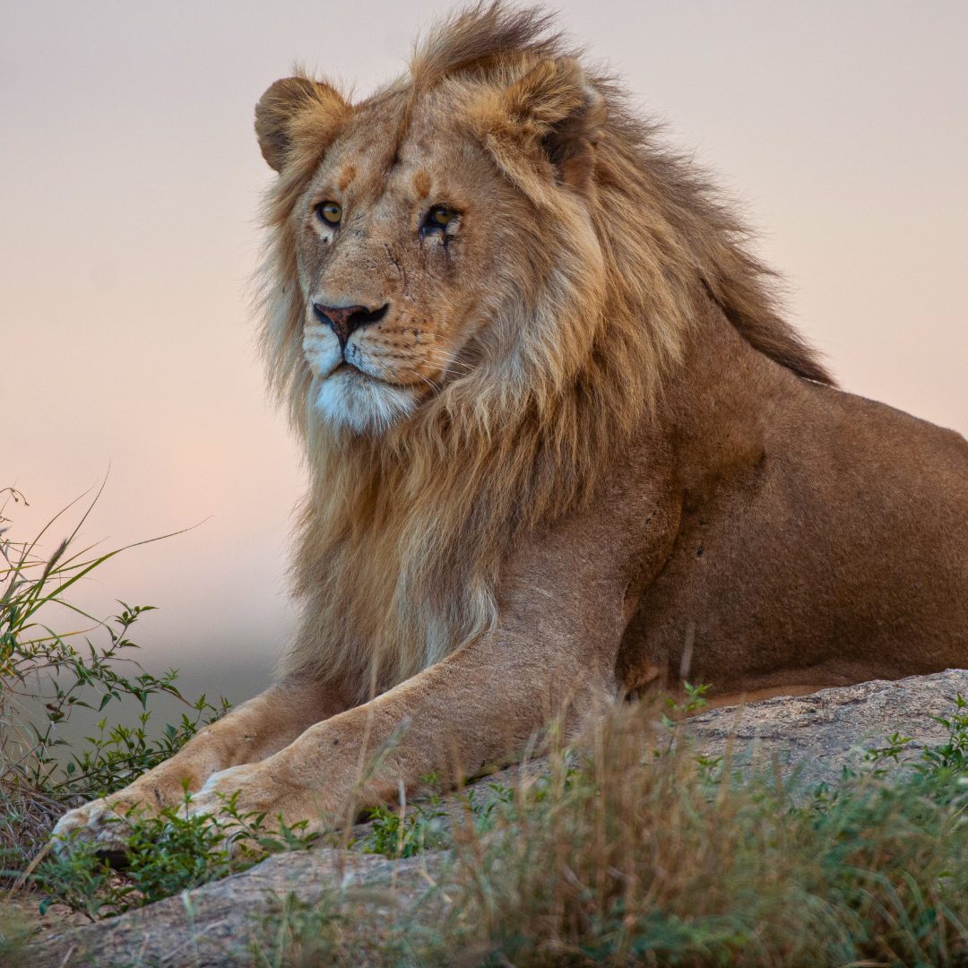 Serengeti Nationalpark