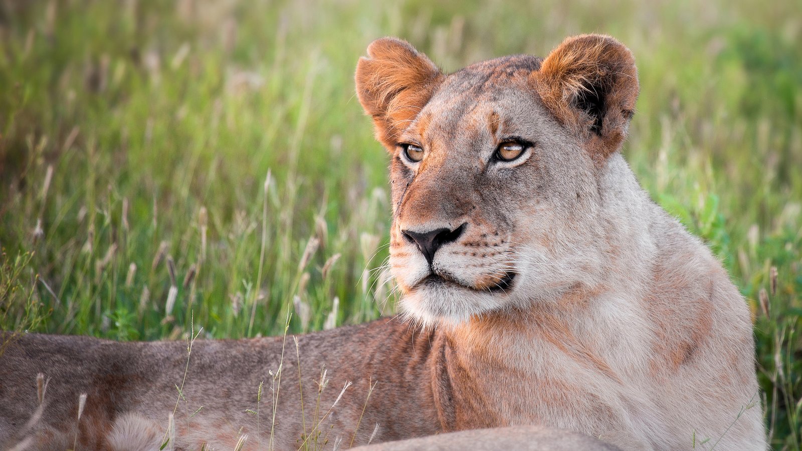 Löwin im goldenen Abendlicht – Krüger-Nationalpark Südafrika Big Five Safari