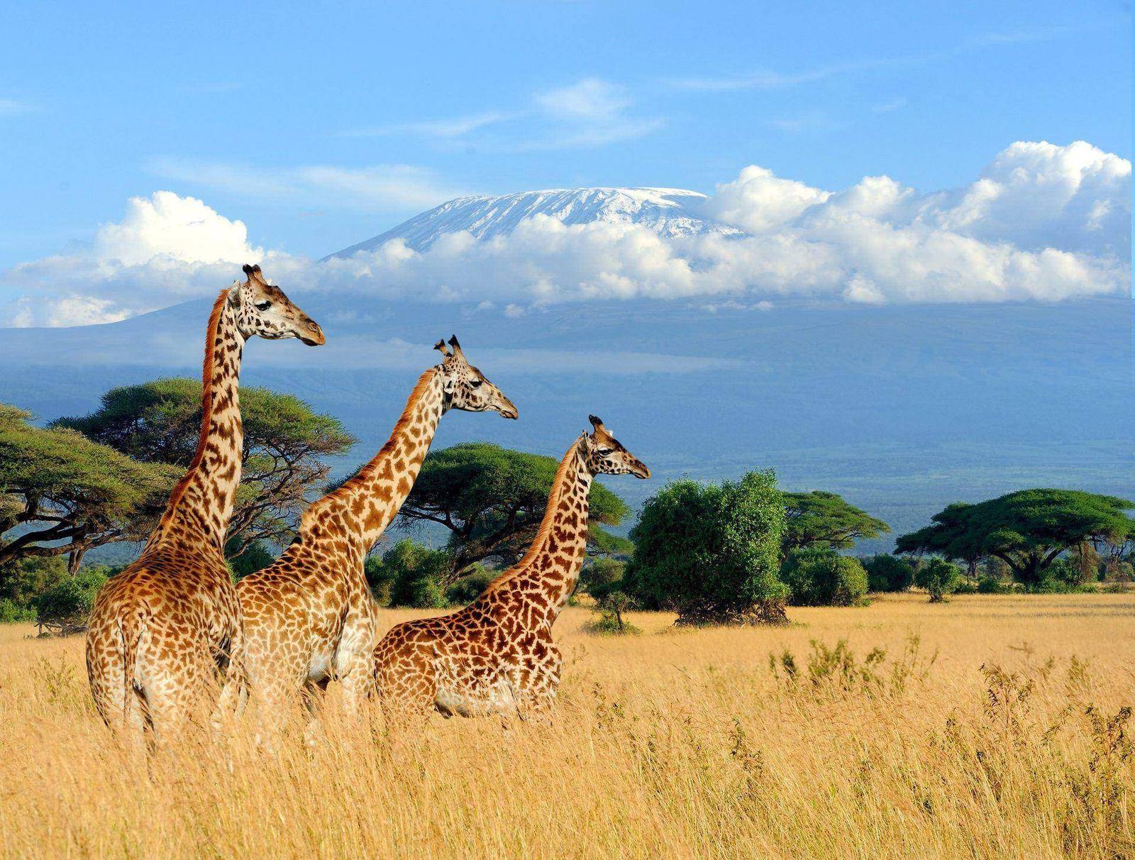 Amboseli – Giraffen vor dem schneebedeckten Kilimanjaro