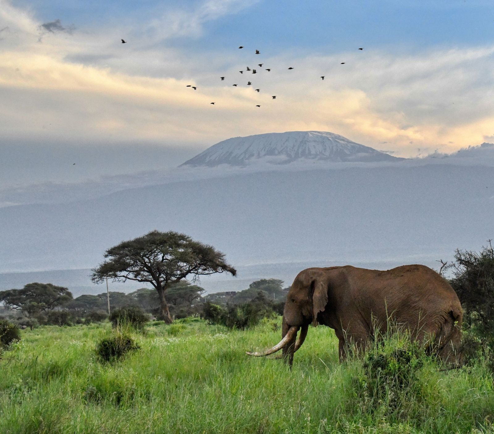 Amboseli Nationalpark – Sentrim Amboseli Lodge