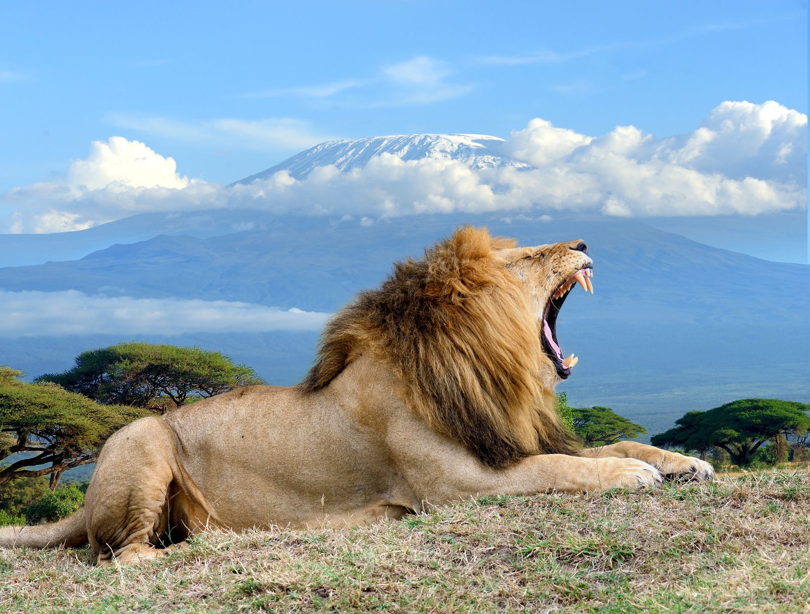 Amboseli – Kilimandscharo Panorama