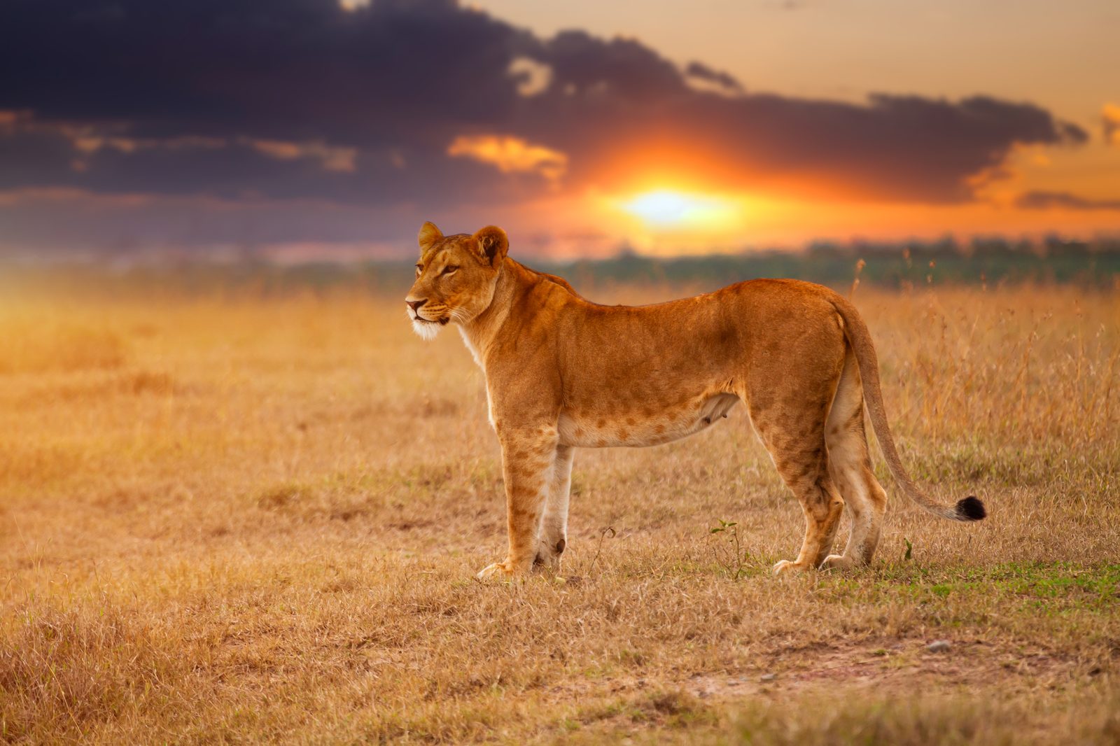 Tsavo Ost – Ganztägige Safari