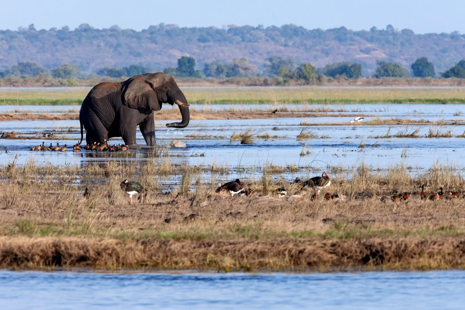 Letzter Morgen am Chobe