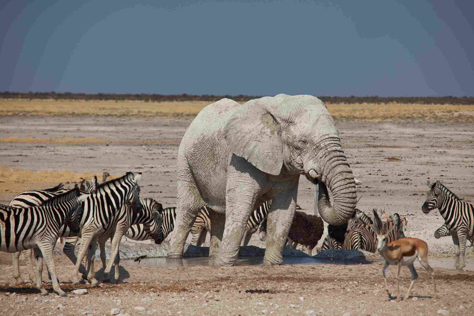 Charterflug Kasane → Ondangwa | Ankunft in Etosha