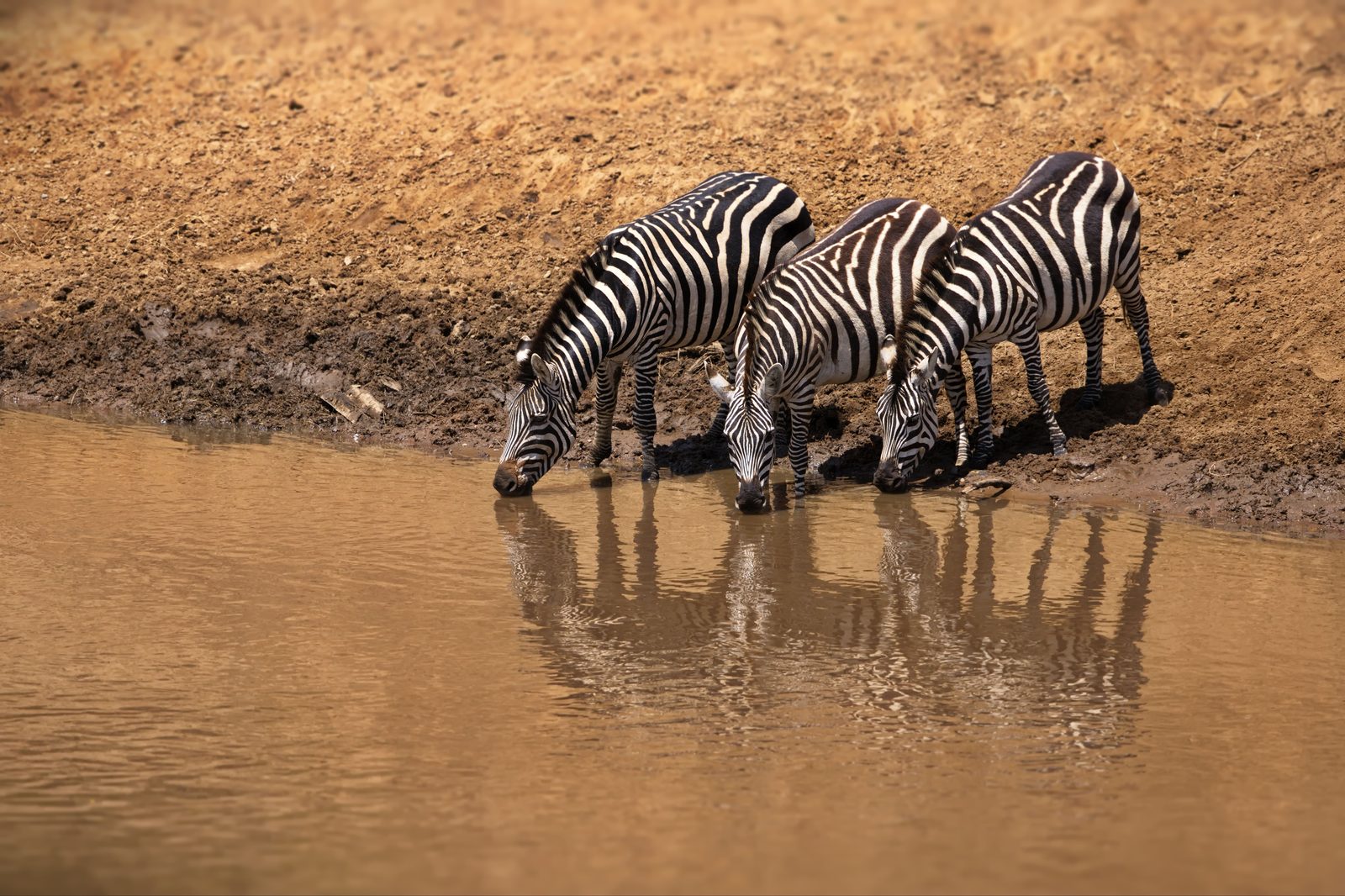 Wasserloch-Safaris & Etoshas Stille