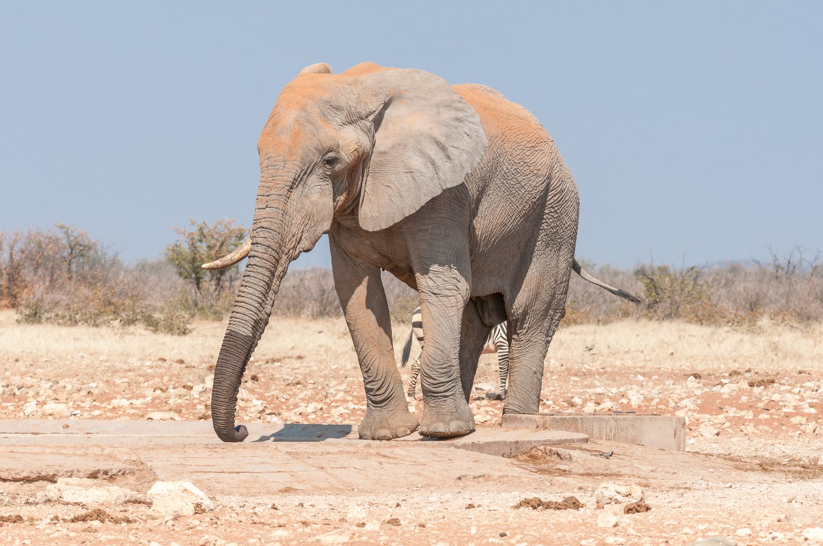 Transfer nach Damaraland – Wüstenelefanten & UNESCO-Welterbe