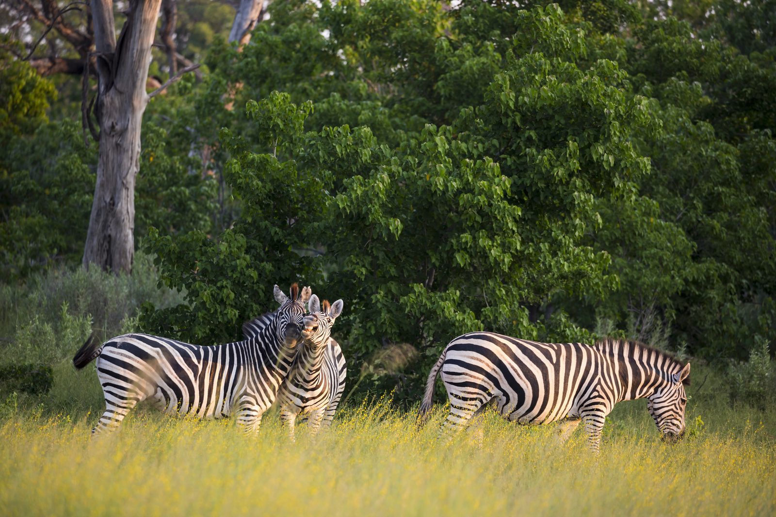 Bootssafari & Game Drives