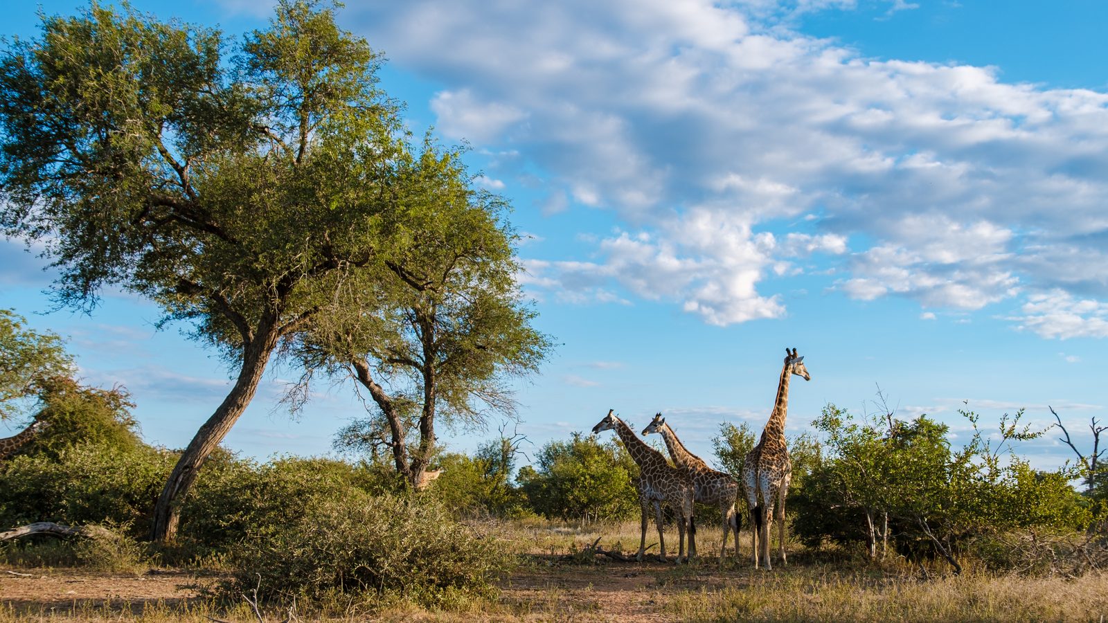 Auf Safari im Krüger-Nationalpark