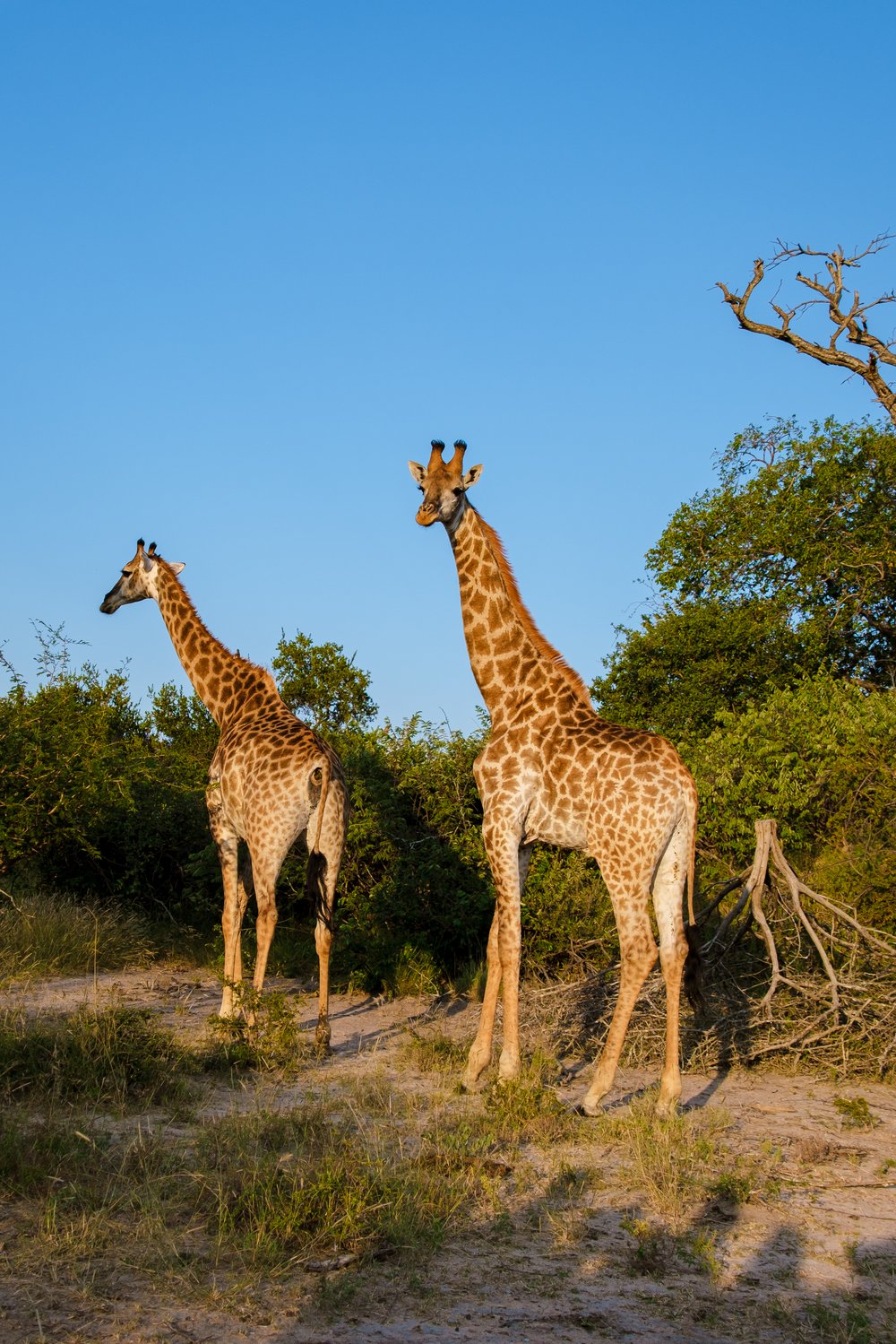 Giraffen im Buschveld des Krüger-Nationalparks im Morgenlicht