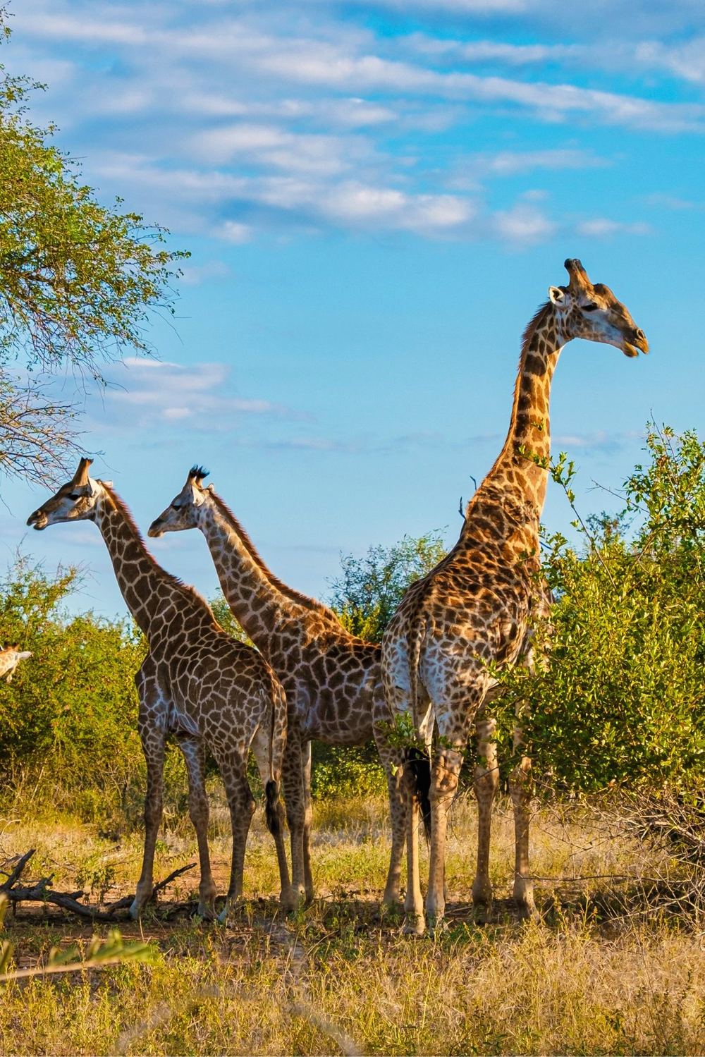 Giraffen im Buschveld des Krüger-Nationalparks im Morgenlicht