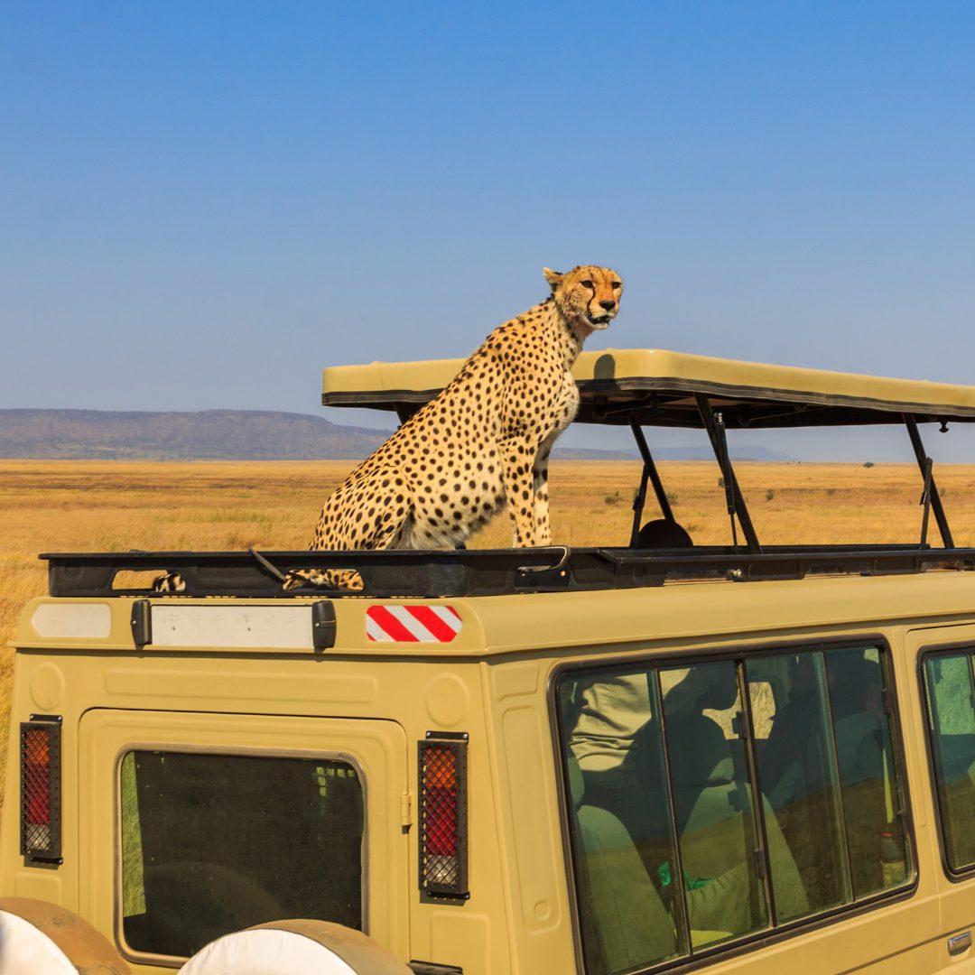Gepard auf dem Dach eines Safarifahrzeugs – ikonischer Serengeti-Moment