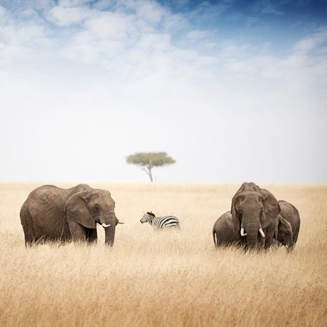 Massai-Dorf & Einfahrt in die Serengeti