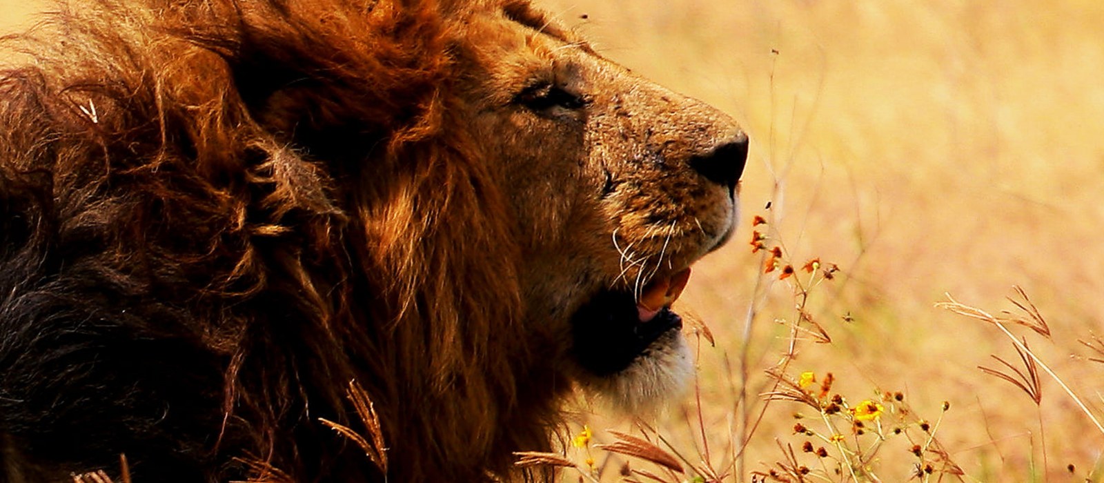 Serengeti – Morgenpirsch & Erholung