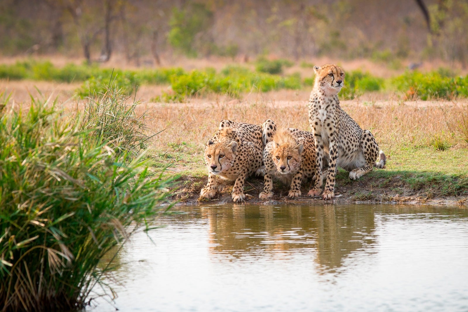 Gepardin mit zwei Jungtieren an einer Wasserstelle in der Serengeti