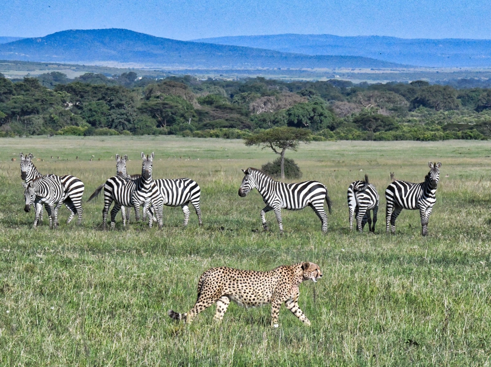 Gepard auf der Pirsch vor einer Zebraherde in der Serengeti