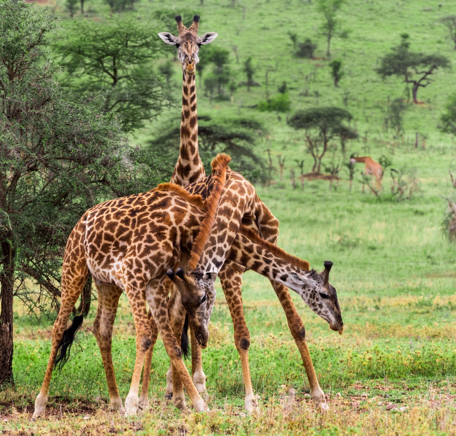 Zwei Giraffen im Necking in der Serengeti
