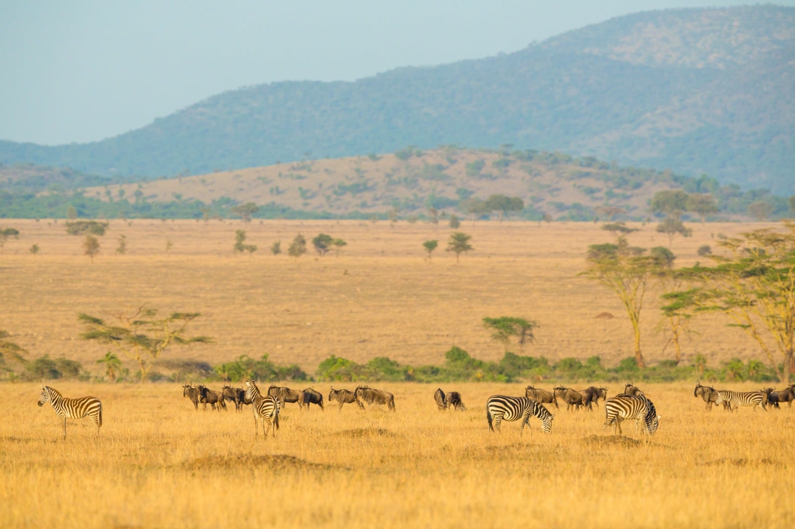 Zebra- und Gnuherde vor den Hügeln der Serengeti