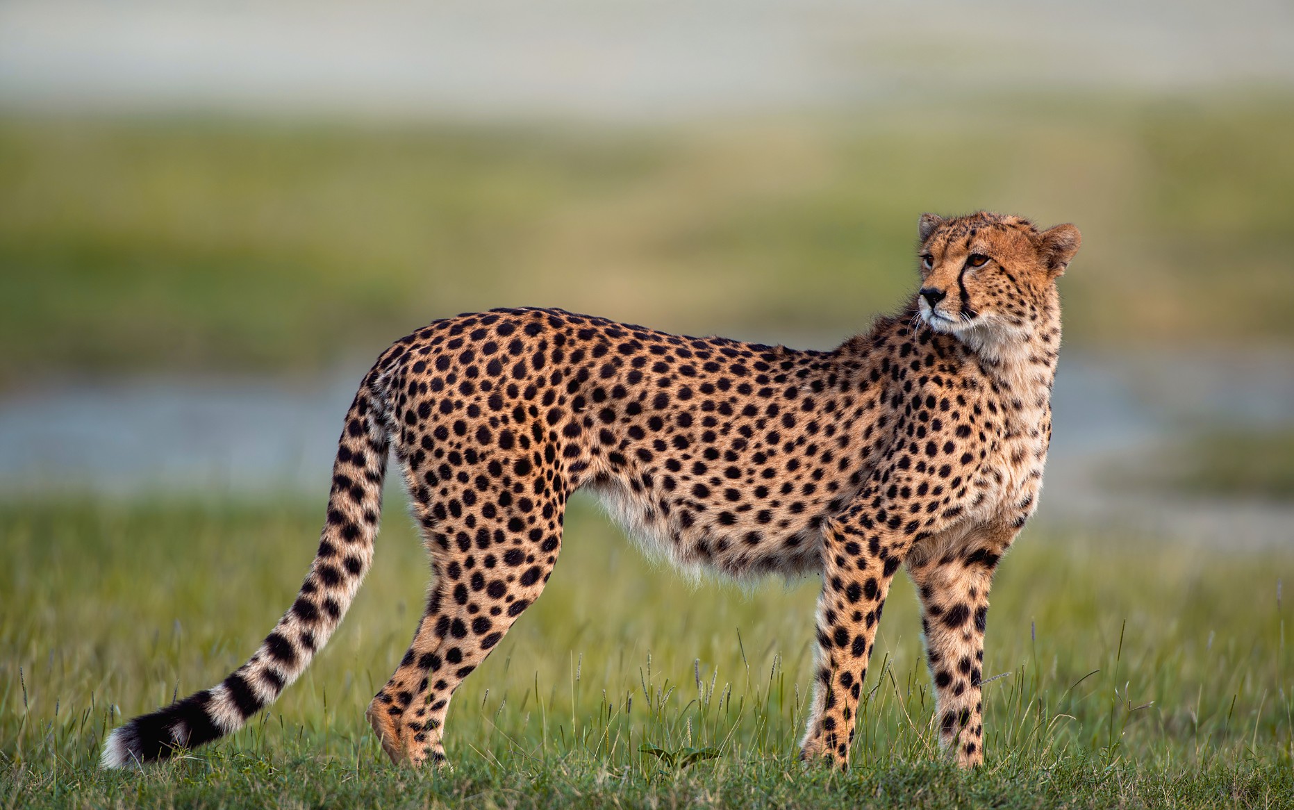 15 Tage Safari in Tansania und Sansibar