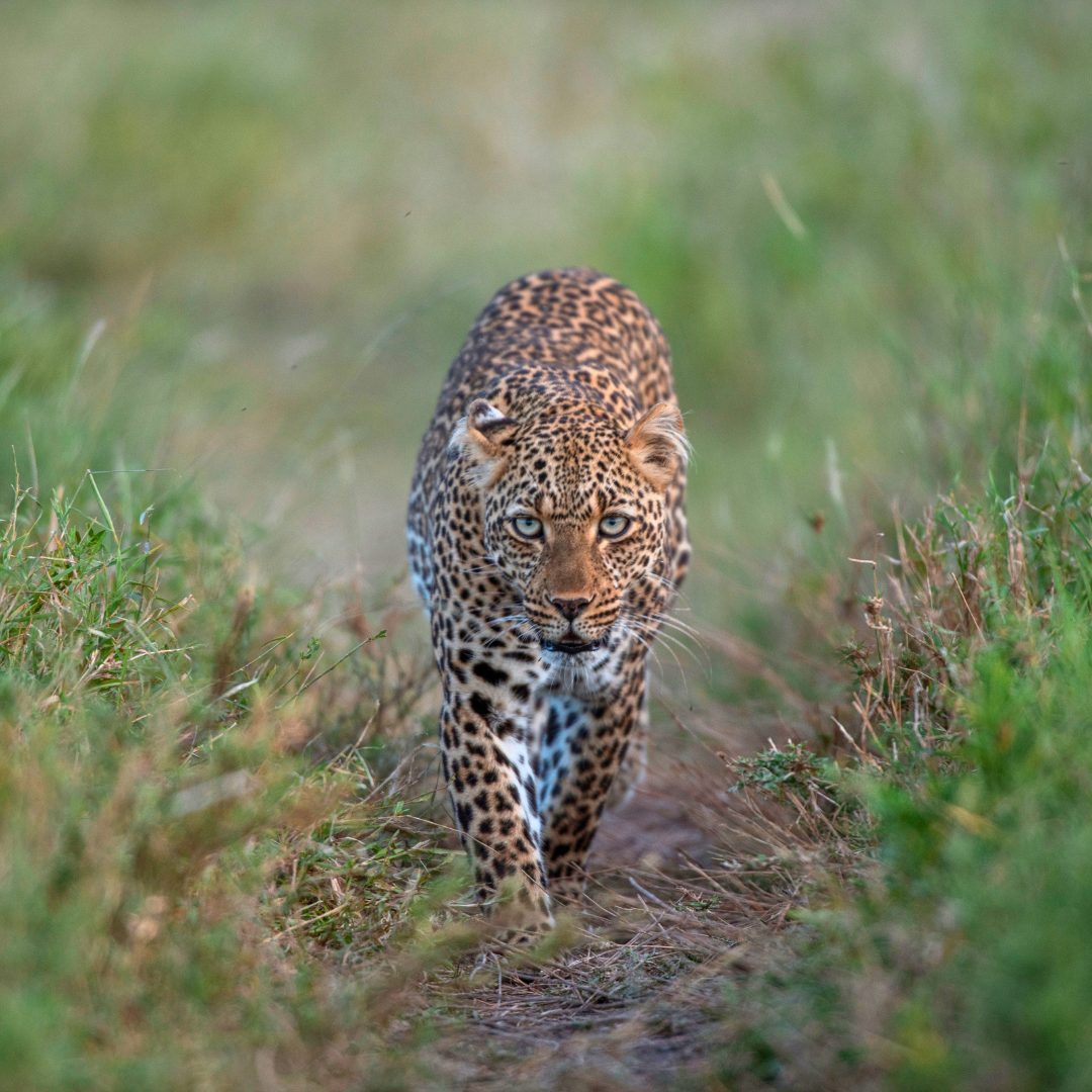 Serengeti Safari