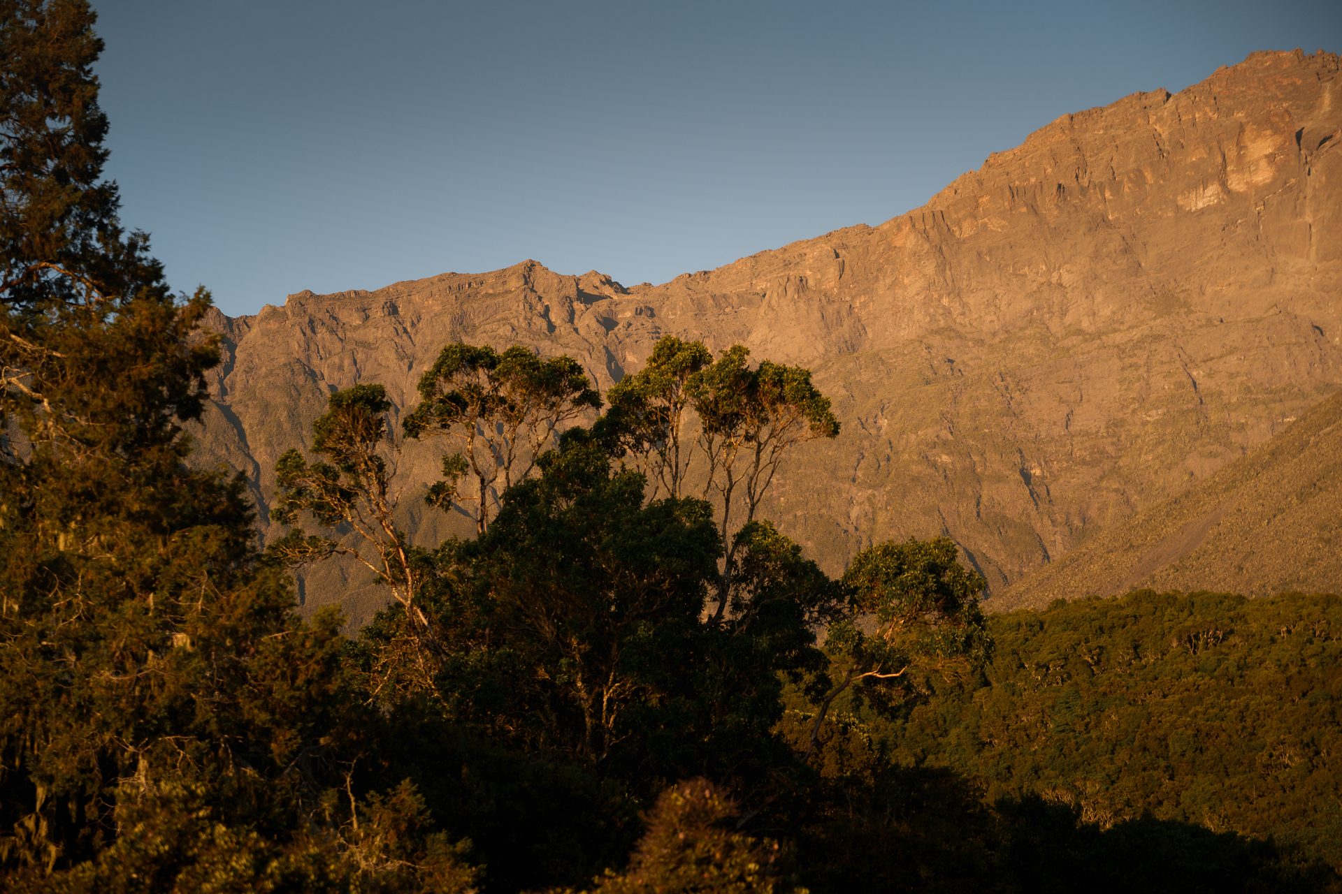Mount Meru hinter üppigen Bäumen des Arusha Nationalparks im goldenen Abendlicht – authentische Bergwildnis Tansanias