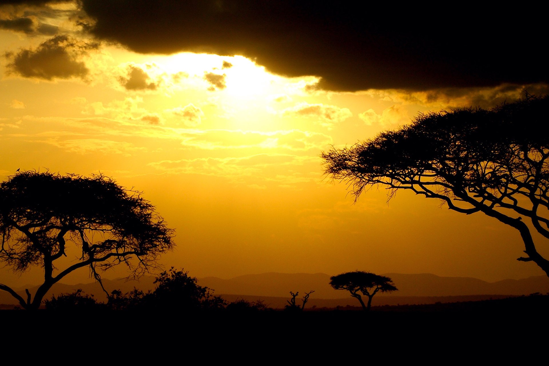 Kenia Savanne in der Dämmerung – Akazie-Silhouette vor der Nachtpirsch