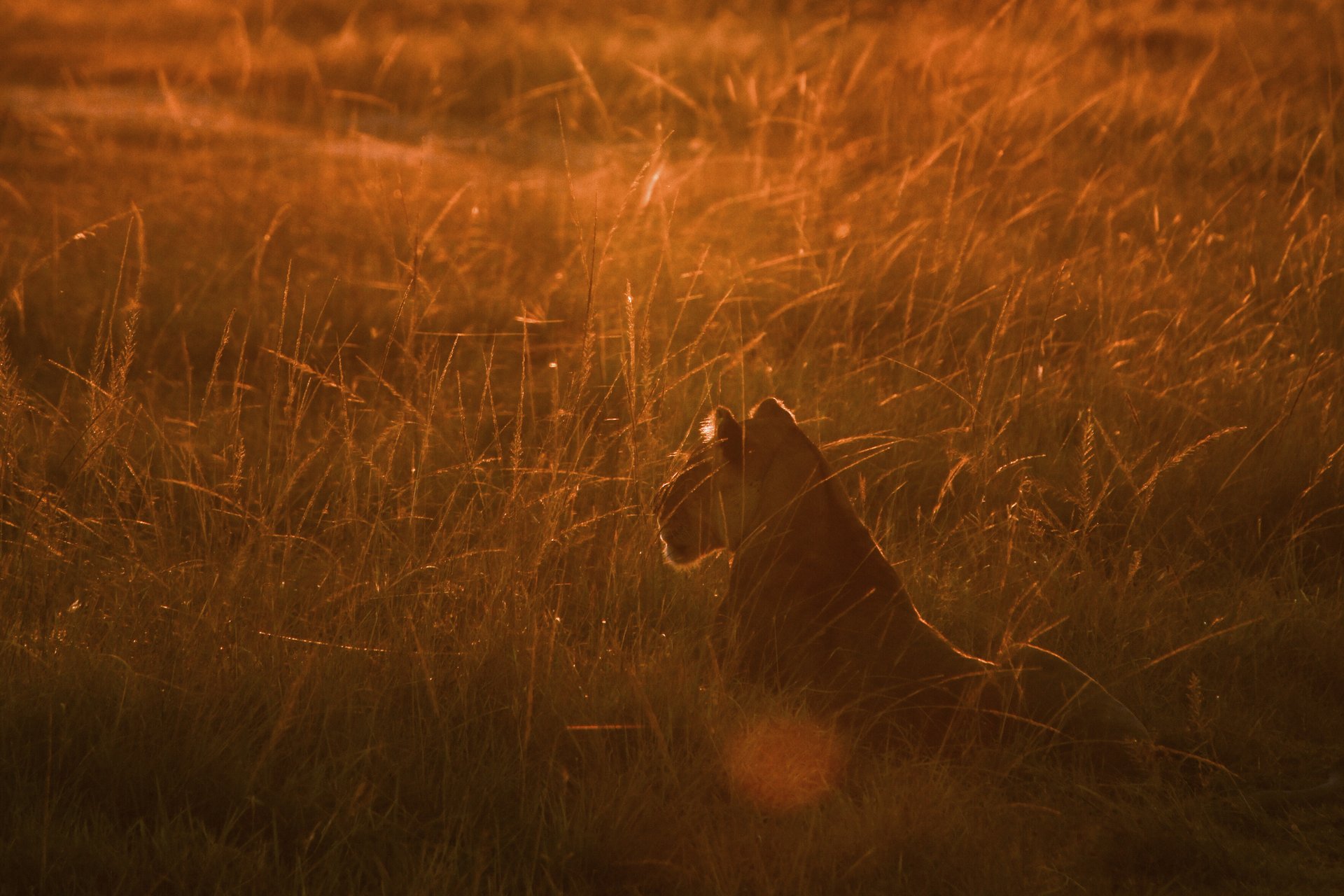 Kenia – Löwin in der Savanne bei dramatischem Sonnenuntergang, Nachtpirsch-Atmosphäre