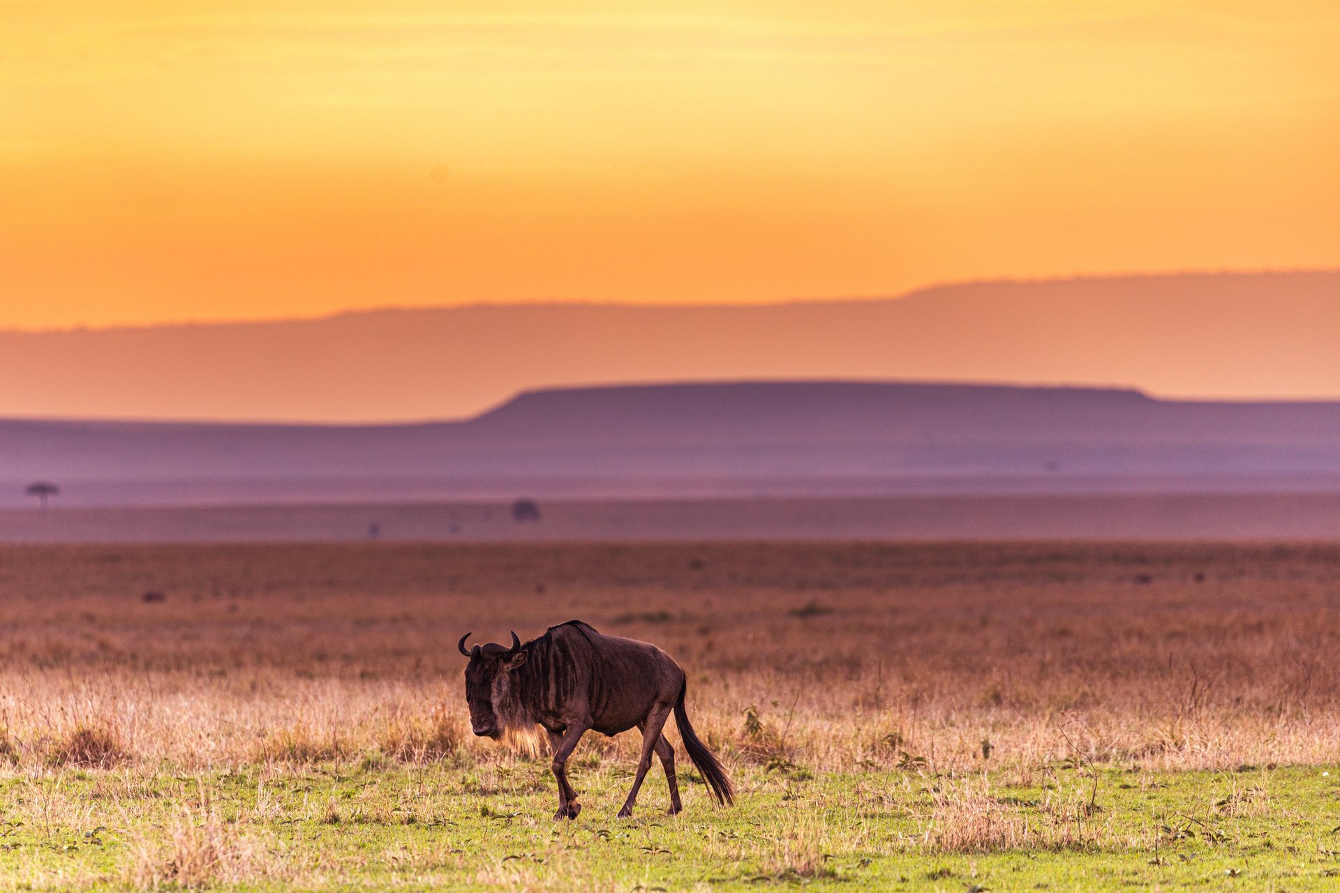 Kenia Savanne – Gnu-Silhouetten bei Sonnenuntergang mit Bergen, Taita Hills