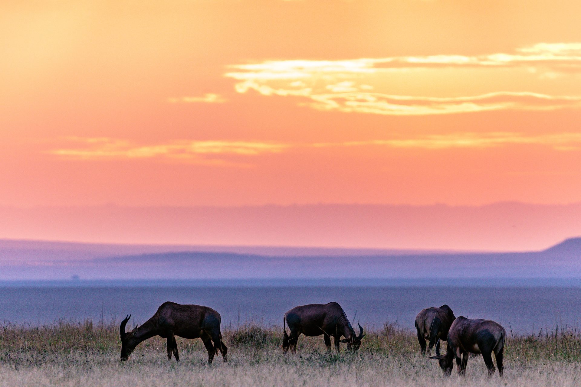 Kenia Savanne – Gnu-Silhouetten bei Sonnenuntergang mit Bergen, Taita Hills