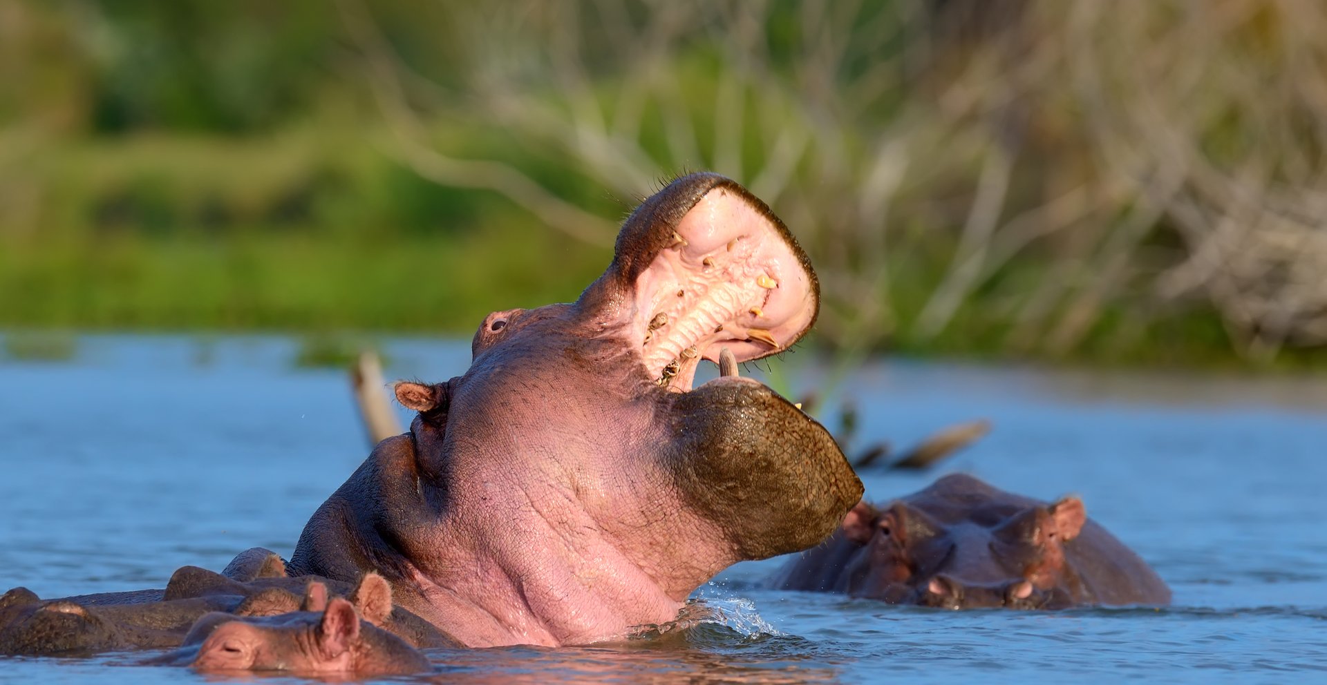 Mzima Springs Tsavo West – Nilpferd im kristallklaren Wasser, Kenia